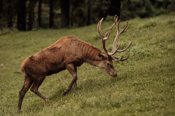 Beautiful Male Red Deer Forest Wildlife Concept — Stock Photo, Image