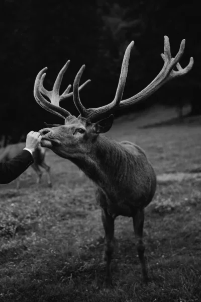 Bride Groom Feed Deer Meet Reservation Elopement — Stock Photo, Image