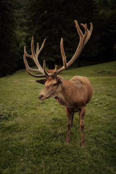 Beautiful Male Red Deer Forest Wildlife Concept — Stock Photo, Image