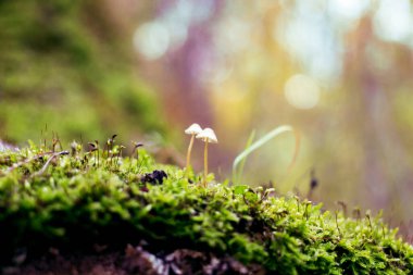  Doğanın küçük sihirli dünyası