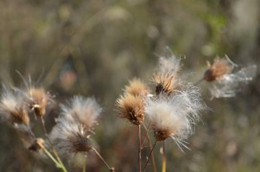 Tarlada açık bir günde beyaz bitkiler.