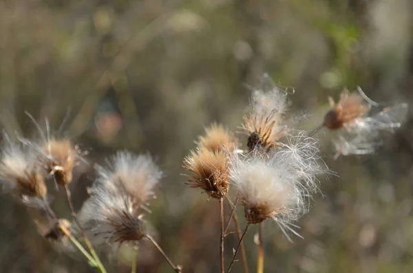 Tarlada açık bir günde beyaz bitkiler.