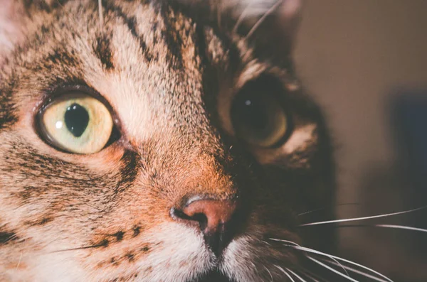 Lambanın sıcak ışığındaki kedi şaşkınlıkla belli bir nesneye bakar..