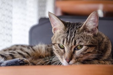 Yeşil gözlü bir tekir kedi yalan söyler ve kameraya bakar..