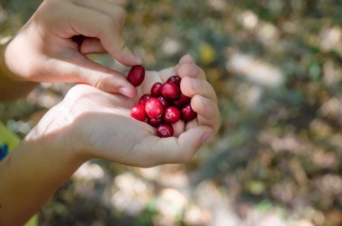 Olgun kızılcık böğürtlenleri elinde, yakın plan -