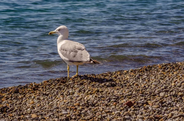 Möwe - Nahaufnahme eines Vogels steht am wilden Strand in der Nähe des Meeres, während des Tages. — Stockfoto
