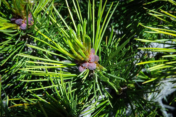 Genç sedir konileri - gelecek yılın temel çalışması.