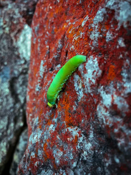 Kırmızı taşın üzerinde yeşil tırtıl