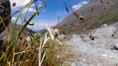 Edelweiss, beyaz bir yıldıza benzeyen çiçek..