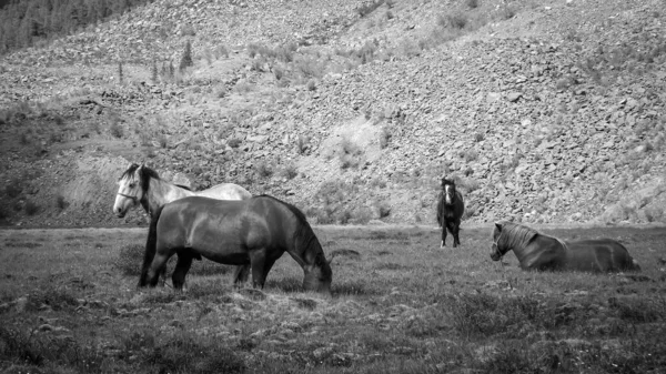 Alp çayırlarında dinlenen atlar. 