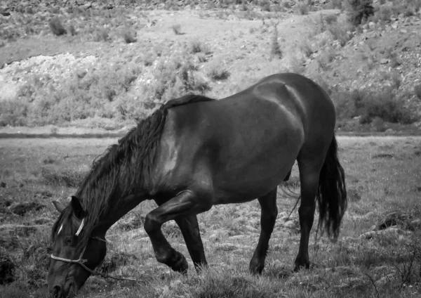 Alp çayırlarında dinlenen atlar. 