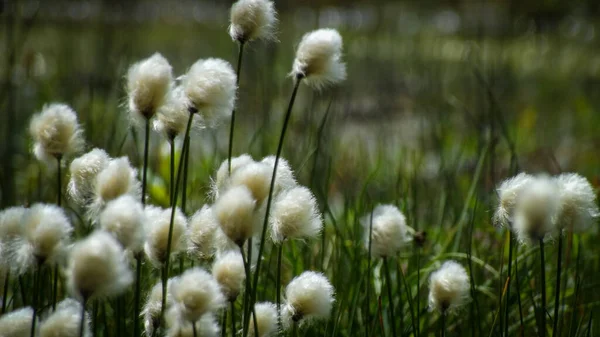 阿尔泰山脉的棉花草 — 图库照片