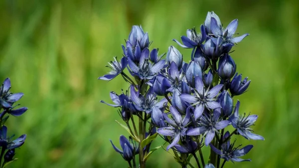 Yeşil arka planda mavi dağ çiçekleri