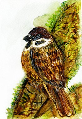 kahverengi kuş serçe suluboya illüstrasyon