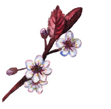 kiraz çiçekleri pembe dal çiçek doğa suluboya illüstrasyon