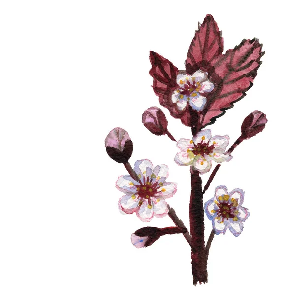 樱桃花粉红枝花自然水彩插图 — 图库照片