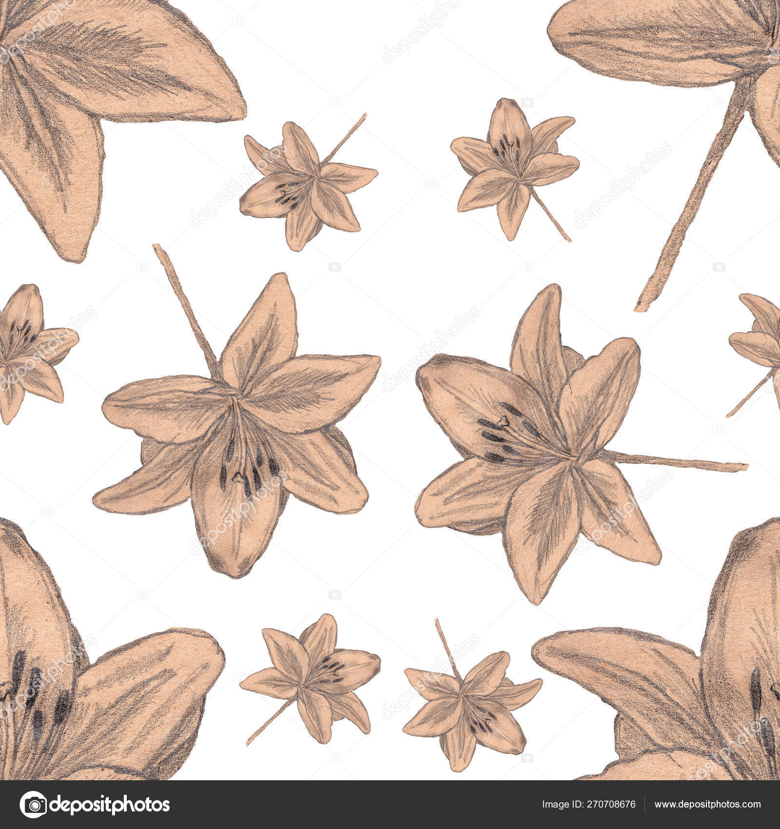 Lily Flower Plant Nature Illustration Pencil Sketch Drawing