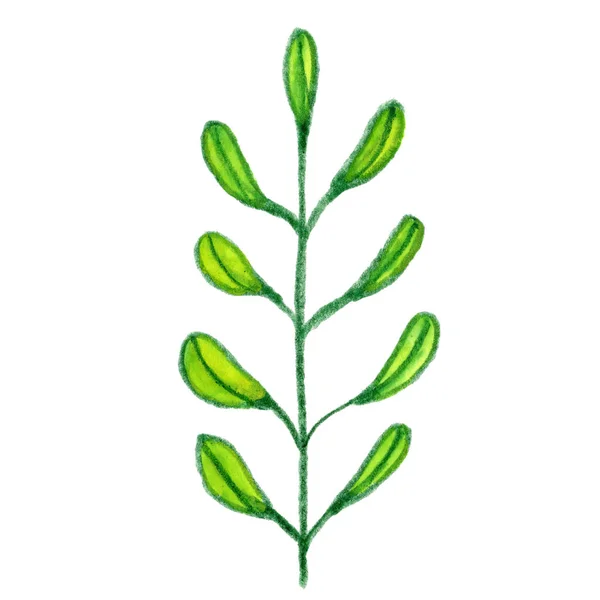 Amarillo Verde Árbol Rama Hierba Hojas Dibujo Planta Flor Gráfico — Foto de Stock
