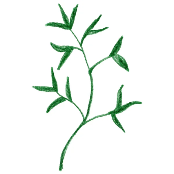 Bílá Zelená Strom Větev Bylina Listy Kreslení Rostlina Květina Grafické — Stock fotografie