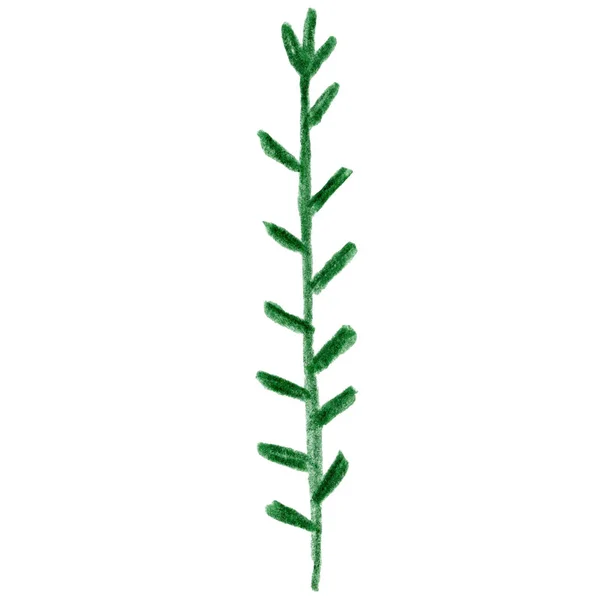 Green Fir Tree Branch Ört Blad Ritning Växt Blomma Grafisk — Stockfoto