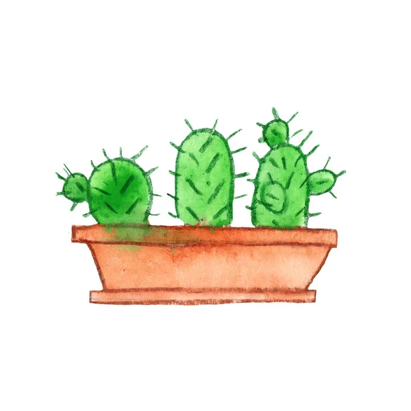 Cactus Exotic House Plant Green Brown Flower Nature Pot Watercolor — Stock Photo, Image