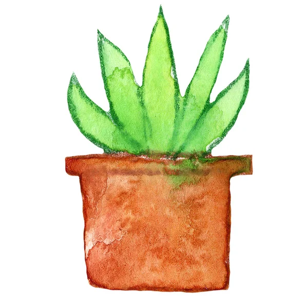 Cactus Exotique Maison Plante Vert Brun Fleur Nature Pot Aquarelle — Photo