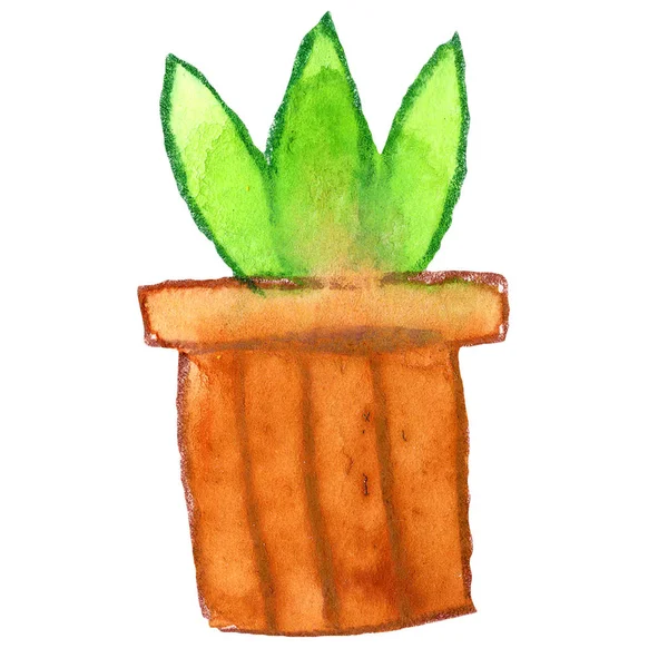 Cactus Exotic House Plant Green Brown Flower Nature Pot Watercolor — Stock Photo, Image