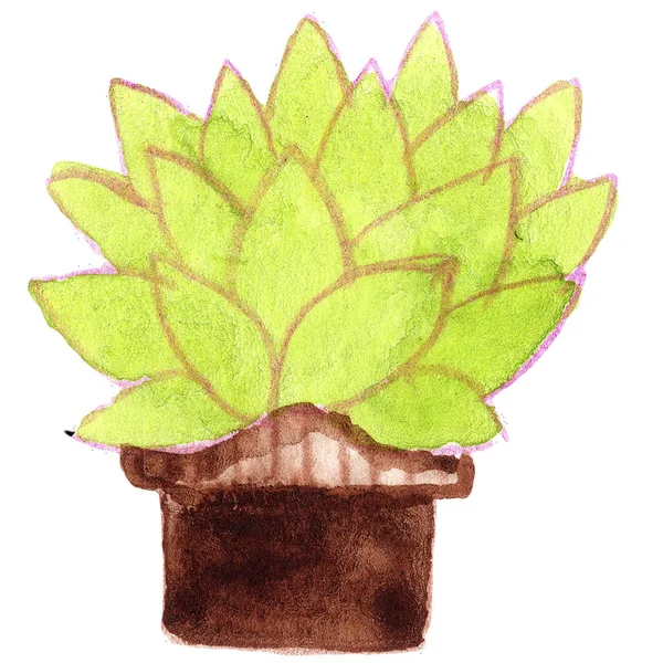 Cactus aquarelle vert rose brun — Photo