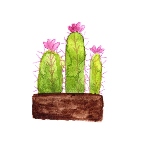 Fiore Pianta Appartamento Cactus Vaso Acquerello Verde Disegno Marrone — Foto Stock