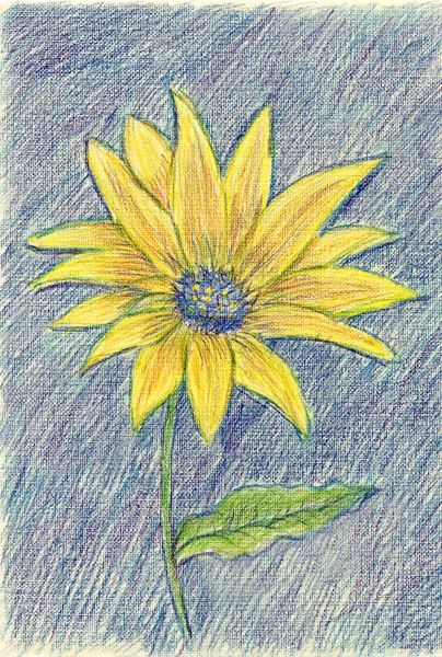 Giallo Fiore Blu Sfondo Schizzo Disegno — Foto Stock