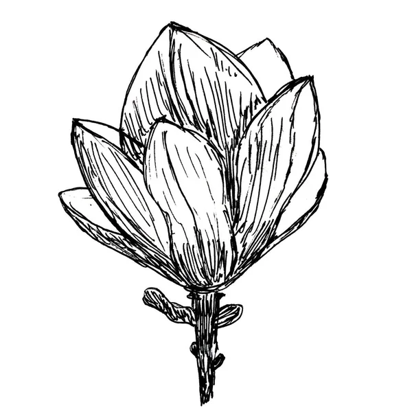 Квітка Магнолії Весна Літо Графічний Монохромний Елемент Квітковий Чорно Біла — стокове фото