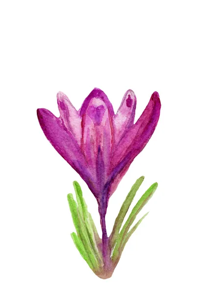 Akwarela Botanika Fioletowy Ilustracja Krokus Kwiat Kwitnąć Liść Białym Tle — Zdjęcie stockowe