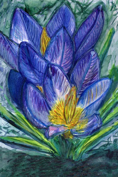 Botanical Aquarela Desenho Esboço Ilustração Botânica Crocus Violeta Azul Flores — Fotografia de Stock