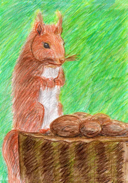 animal watercolor drawing sketch illustration squirrel eating nuts graphic pencils drawing