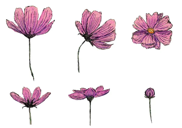 Kolorowe Ołówki Rysunek Szkic Ilustracja Botanika Kwiaty Zestaw Kolekcja Różowy — Zdjęcie stockowe