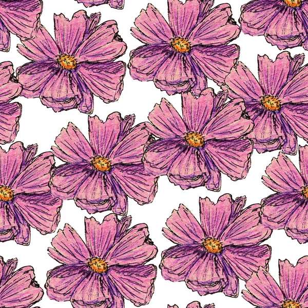 Seamless Pattern Cosmea Flowers Hand Drawn Colored Pencils Botany Sketch — Stock Photo, Image