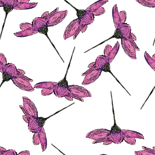 Padrão Sem Costura Com Flores Cosmea Mão Desenhada Com Lápis — Fotografia de Stock