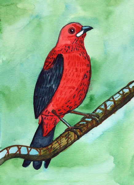 Piranga Olivacea Red Black Bird Sitting Branch Forest Green Background — Stock Photo, Image