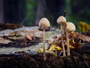 Ağaç gövdesinde böcek yetişen birkaç sarı mantar. Sonbahar zamanı  