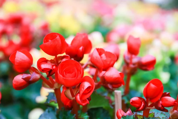 Modello Bella Trama Naturale Begonia Fiori Piena Fioritura Nel Giardino — Foto Stock