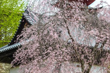 Güzel pembe sakura, kiraz çiçeği ağaç arka planda Miyajima Adası, Hiroşima, Japonya Japon tapınakta ile