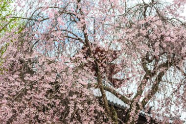 Güzel pembe sakura, kiraz çiçeği ağaç arka planda Miyajima Adası, Hiroşima, Japonya Japon tapınakta ile
