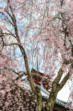 Güzel pembe sakura, kiraz çiçeği ağaç arka planda Miyajima Adası, Hiroşima, Japonya Japon tapınakta ile