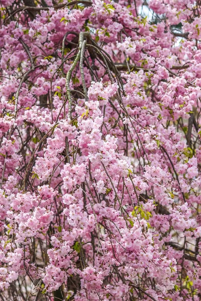 Güzel pembe sakura, kiraz çiçeği Japonya yumuşak odak
