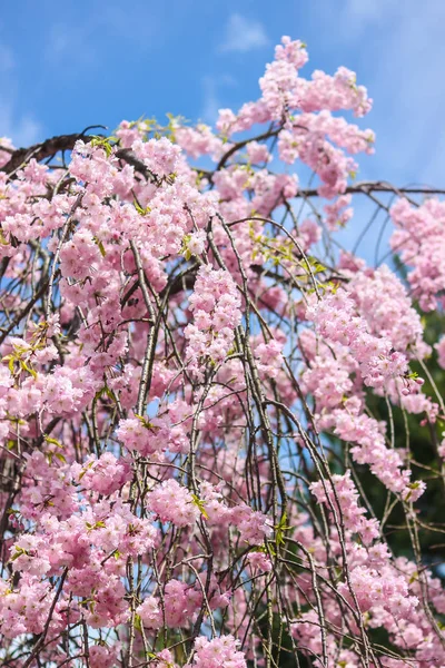 Μαλακή Εστίαση Από Όμορφα Ροζ Sakura Κεράσι Ανθίσει Στην Ιαπωνία — Φωτογραφία Αρχείου
