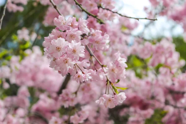 Μαλακή Εστίαση Από Όμορφα Ροζ Sakura Κεράσι Ανθίσει Στην Ιαπωνία — Φωτογραφία Αρχείου