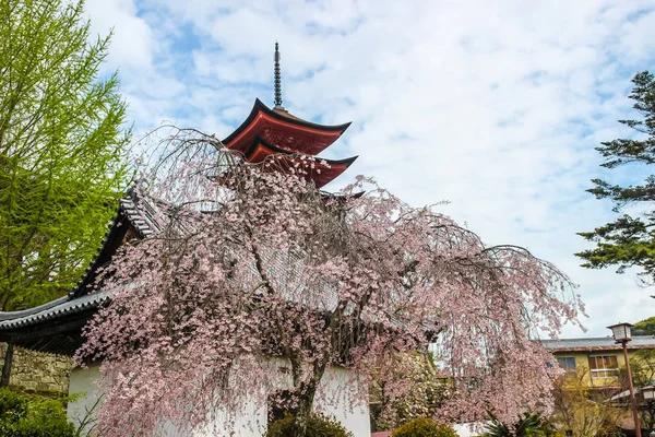 Linda Sakura Rosa Árvore Flor Cereja Com Templo Japonês Fundo — Fotografia de Stock
