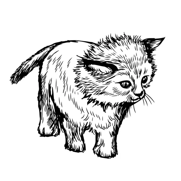 Dibujo Mano Alzada Ilustración Pequeño Gato Gatito Garabato Dibujado Mano — Archivo Imágenes Vectoriales