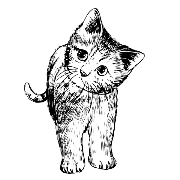 Freehand Sketch Illustration Little Cat Kitten Doodle Hand Drawn — Stock Vector