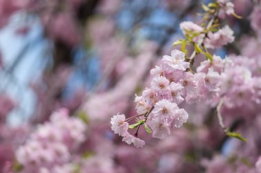 Güzel pembe sakura, kiraz çiçeği Japonya yumuşak odak